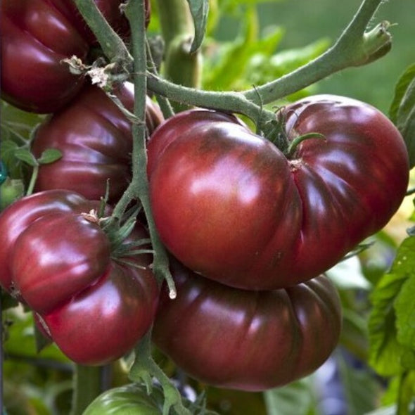 Tomato || Black Krim