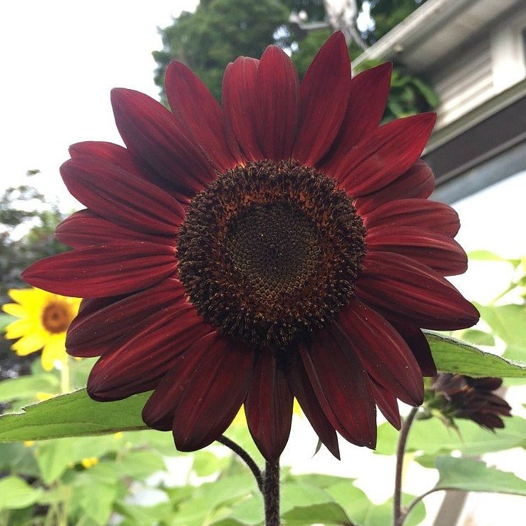 Sunflower 'Moulin Rouge' Seeds