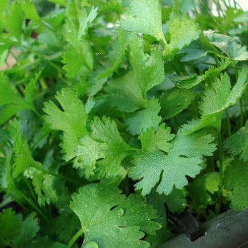 Herbs || Cilantro