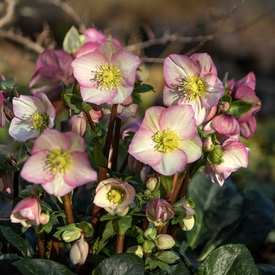 Helleborus ‘Ice n’ Roses Rosetta’