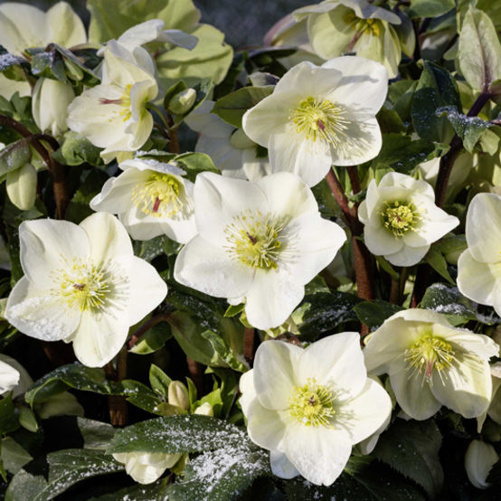 Helleborus ‘Ice n’ Roses White’