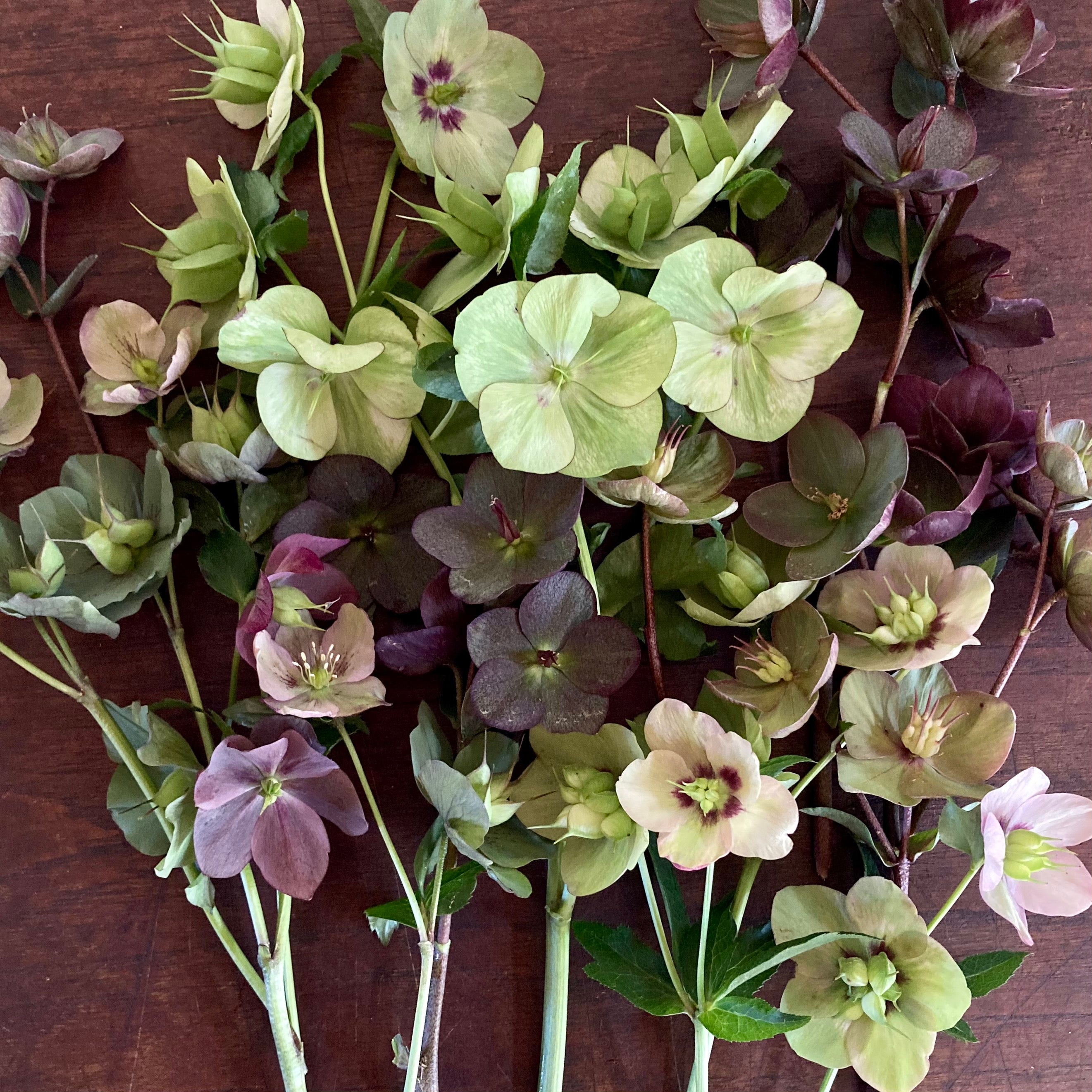 Fresh Cut Flowers Shipped || Hellebore Stems