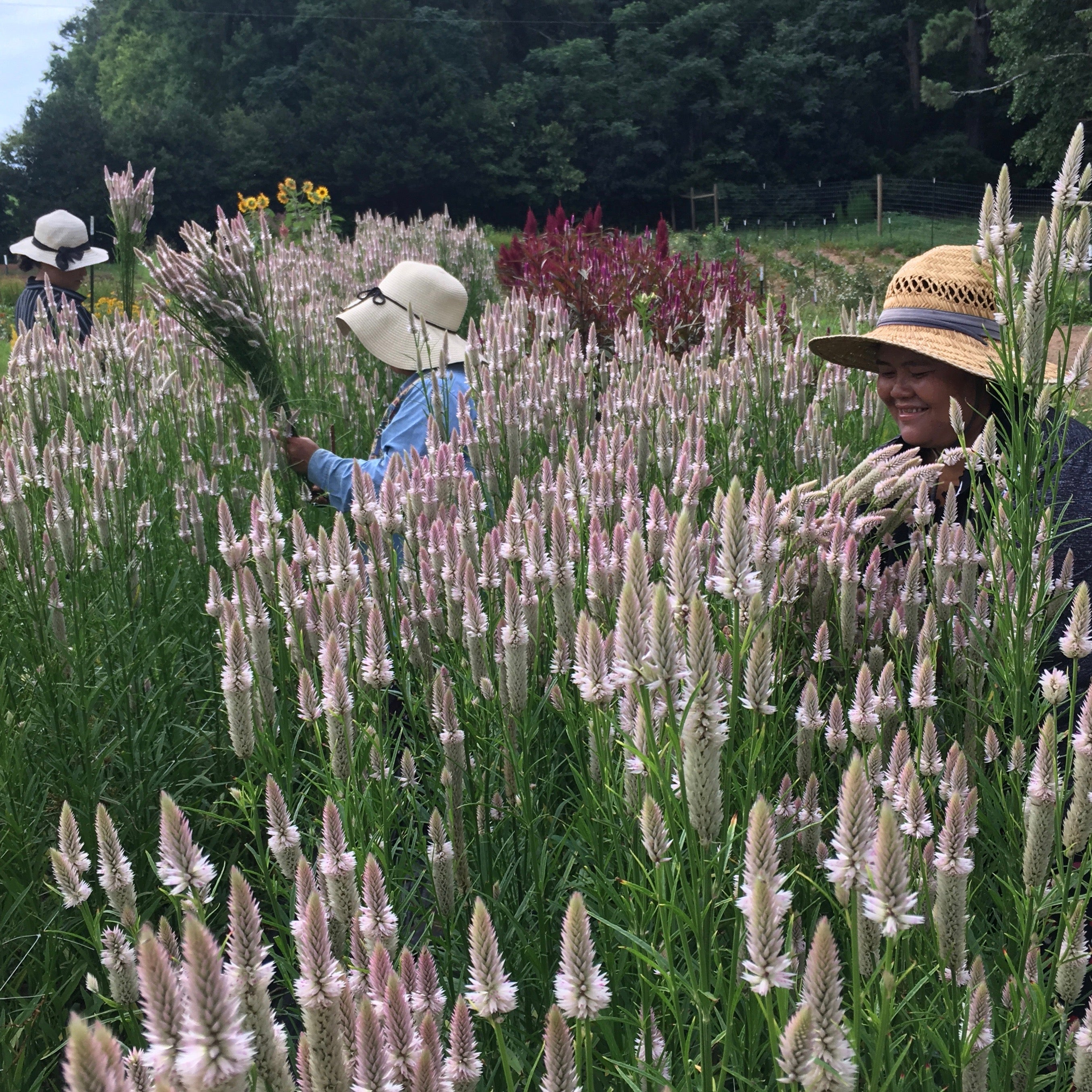 Celosia 'Flamingo Feather' Seeds