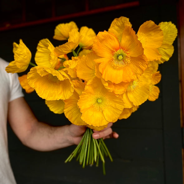 Fresh Cut flowers shipped || YELLOW Icelandic Poppies