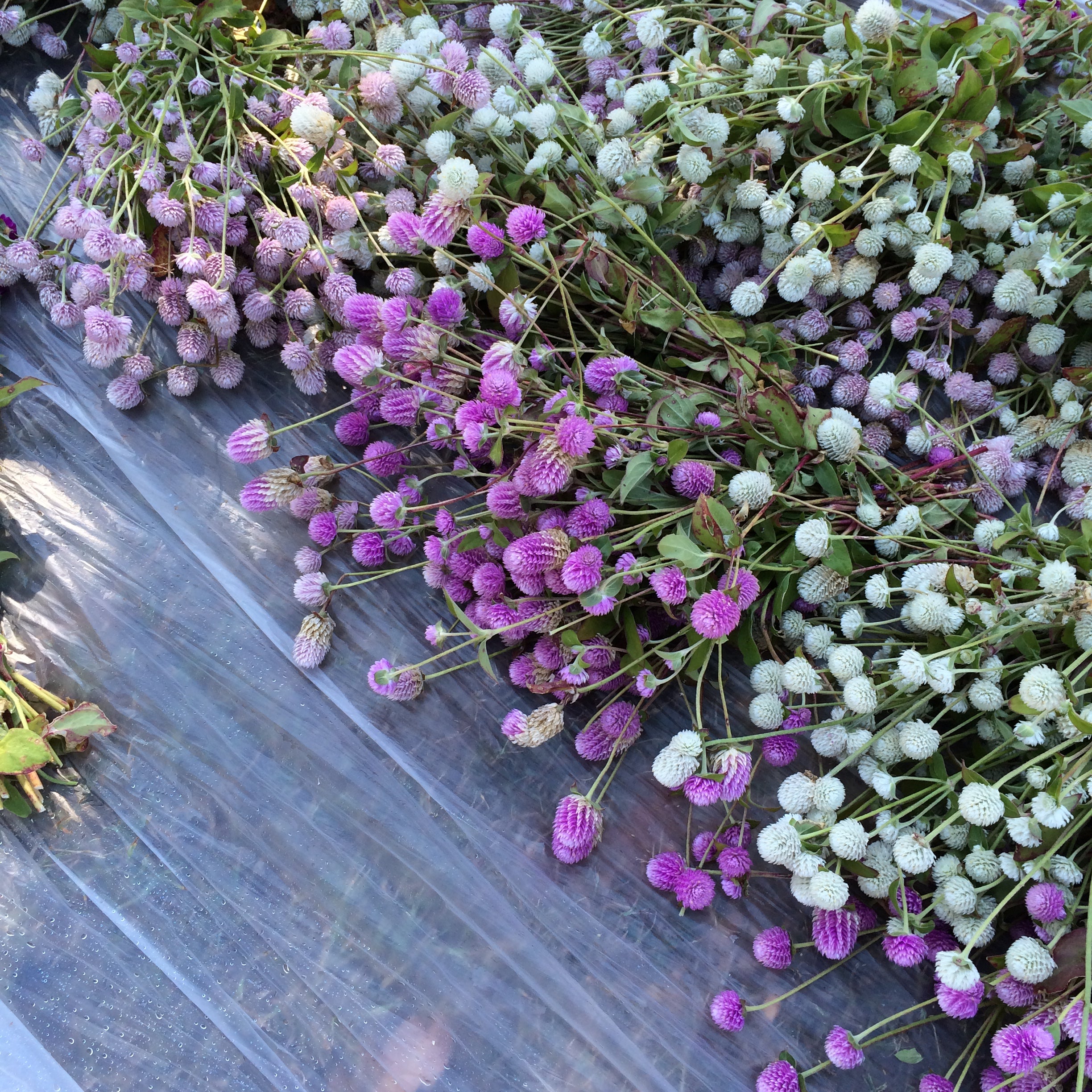 3 Porch Farm Gomphrena globosa QIS Mix Seeds - Thumbnail 2