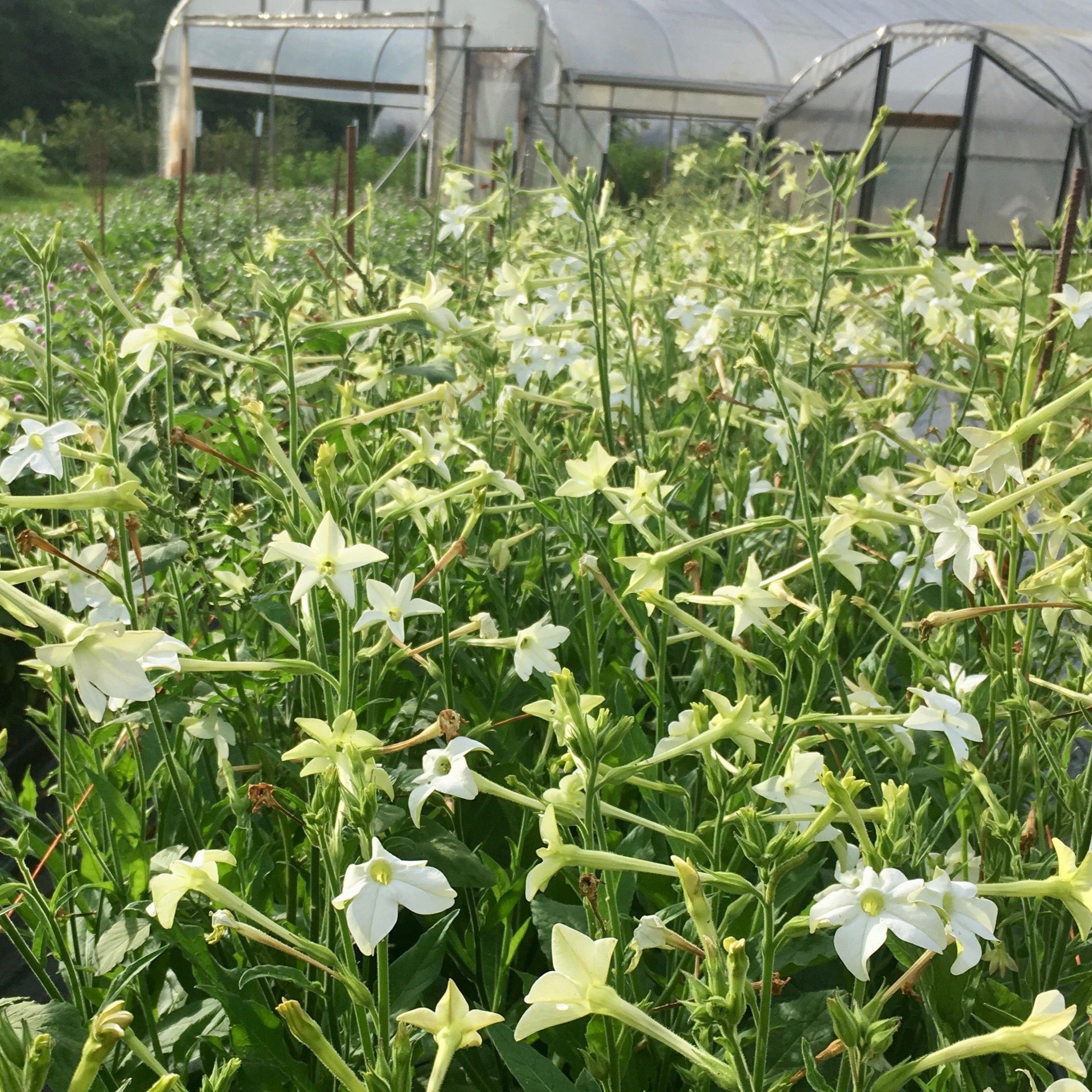 planting nicotiana seeds Nicotiana 'Grandiflora' Seeds – 3 Porch Farm