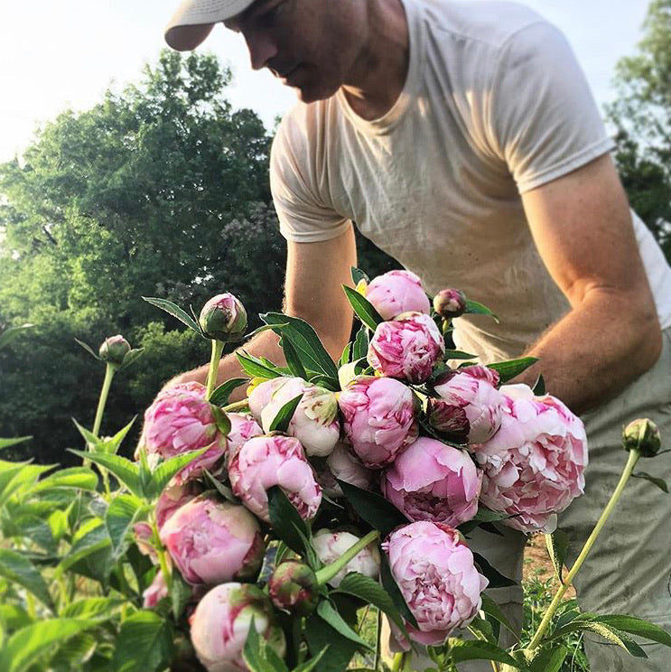 Peony 'Sarah Bernhardt'