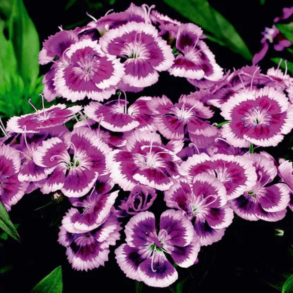 Dianthus ' Sweet Purple White Bi-Color’