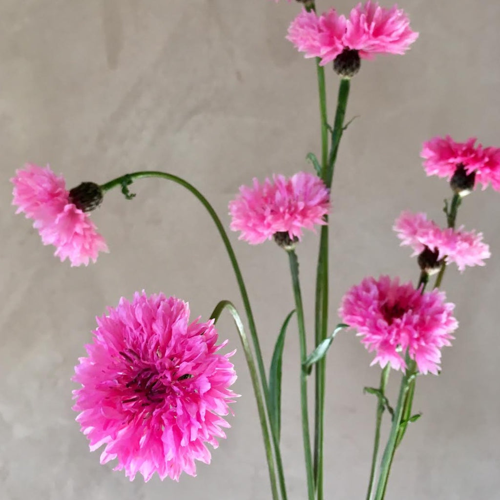 Bachelor's Buttons 'Pinkie' Seeds