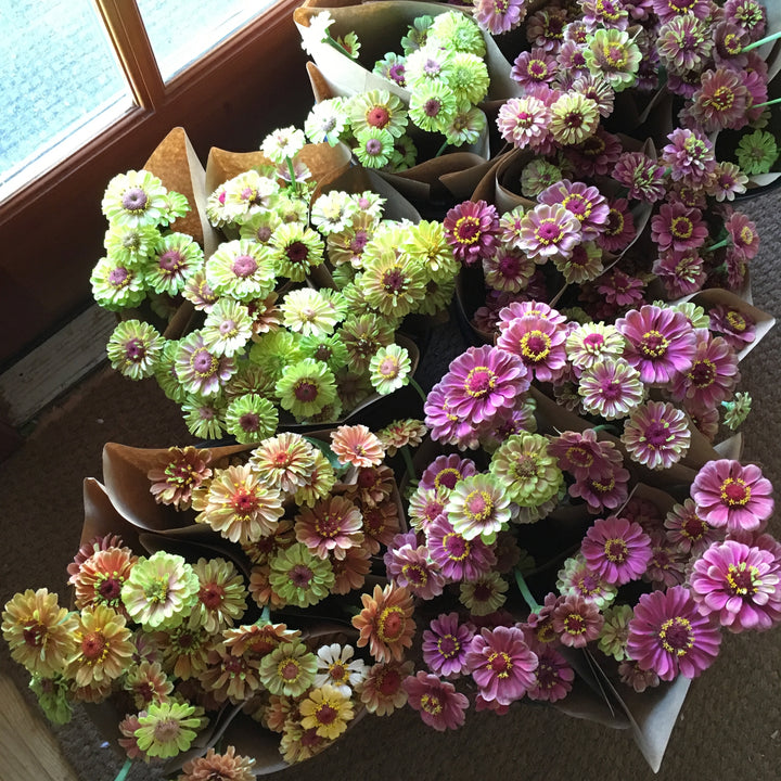 An assortment of Zinnia 'Queeny Mix' flowers with petals in shades of purple, pink, green, and white, arranged in containers.