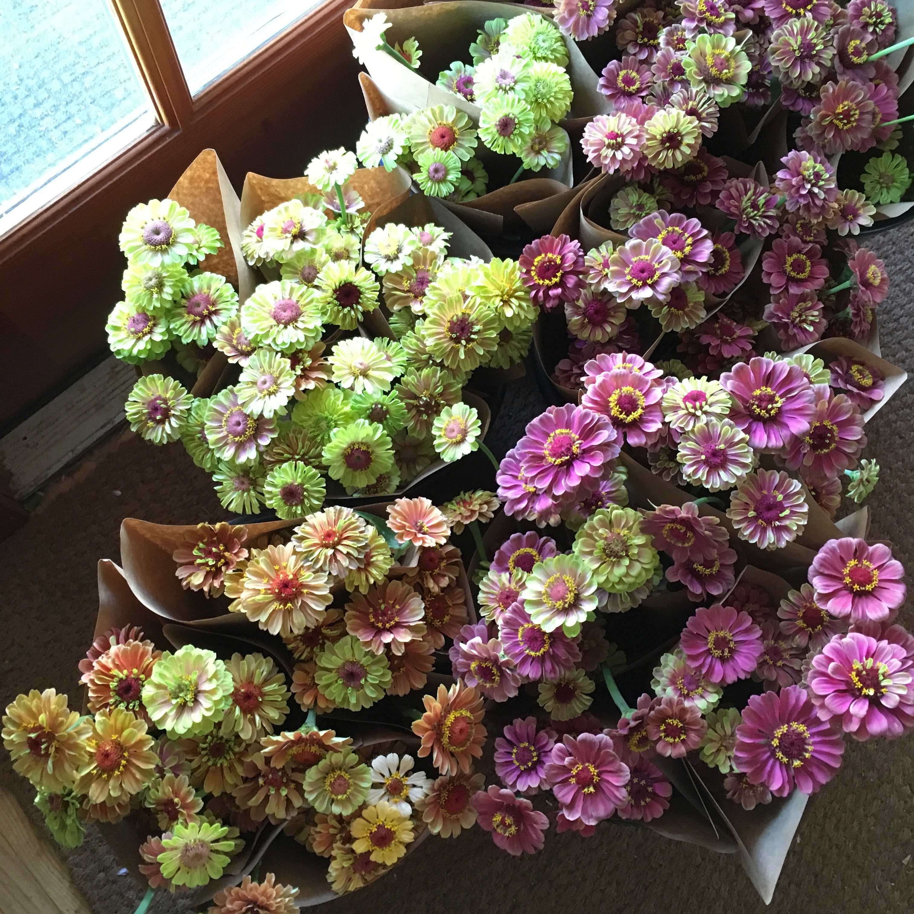 An assortment of Zinnia 'Queeny Mix' flowers with petals in shades of purple, pink, green, and white, arranged in containers.