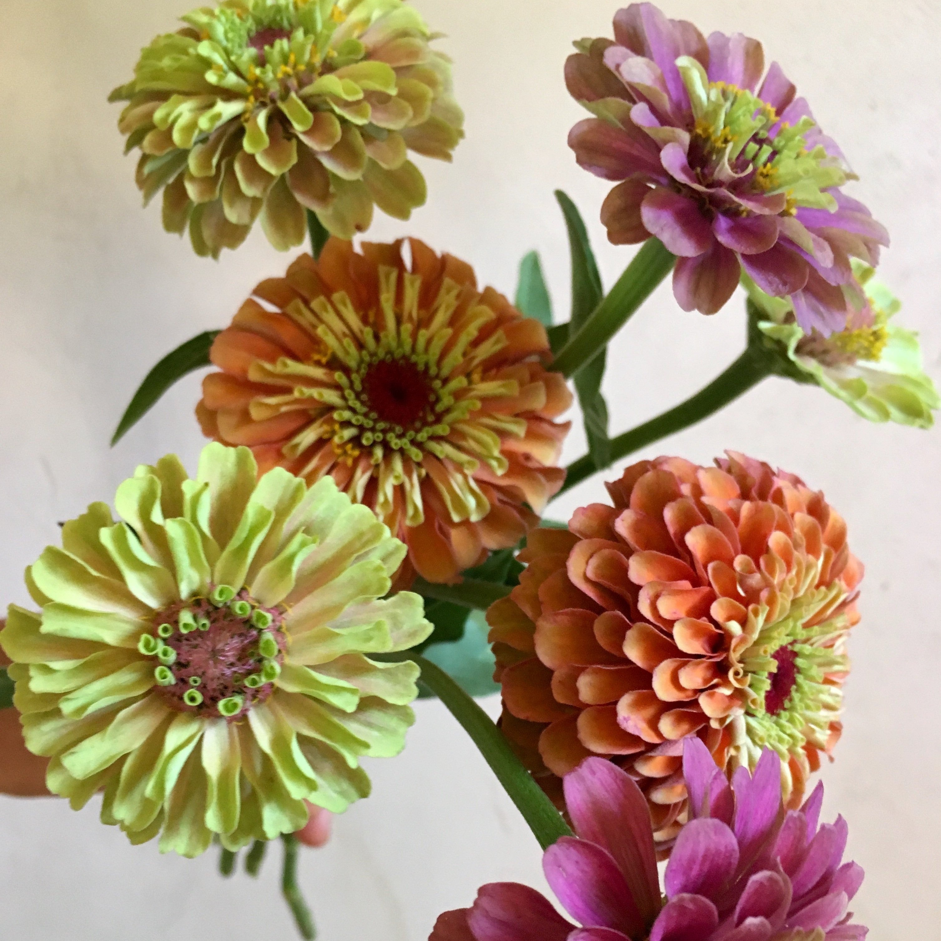 An assortment of cut flower stems of the Zinnia 'Queeny Mix'. Easy to grow from seeds.