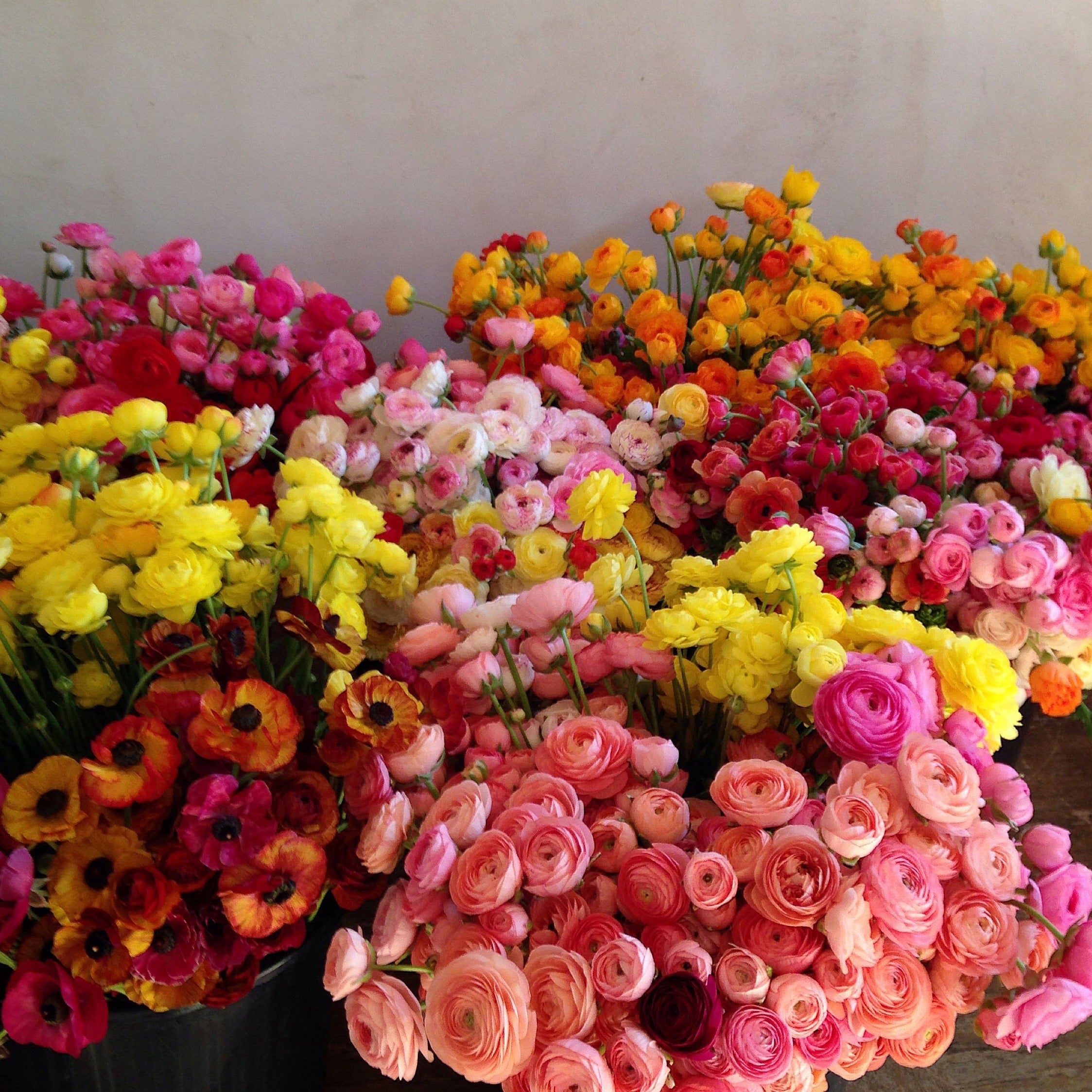 Fresh Cut Flowers Shipped || Ranunculus Farmer's Mix