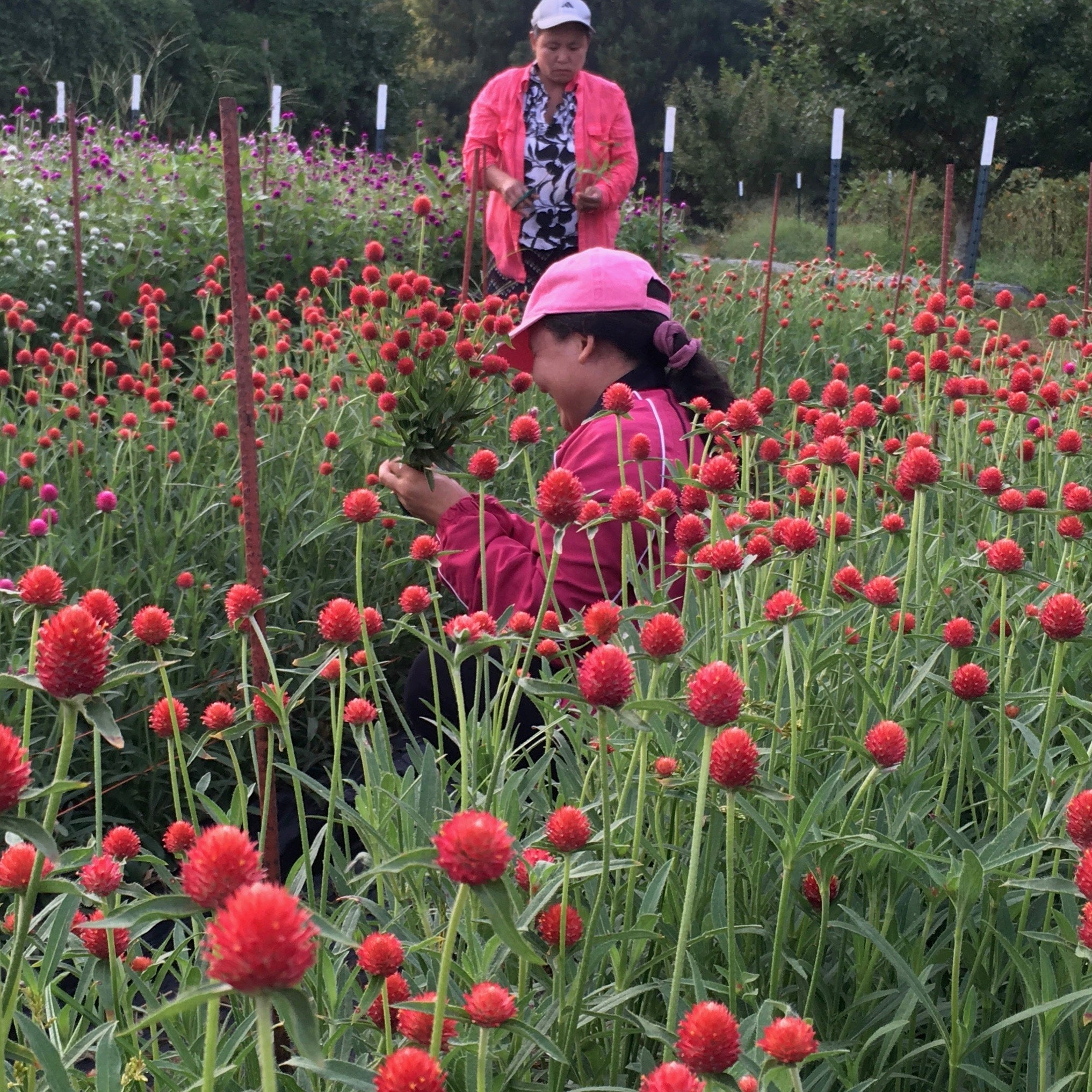 3 Porch Farm Gomphrena Strawberry Fields Seeds - Thumbnail 2