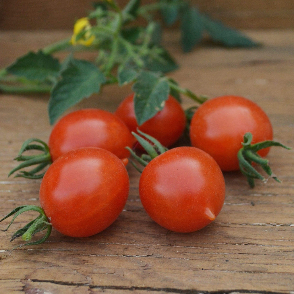 Cherry Tomato || Riesentraube