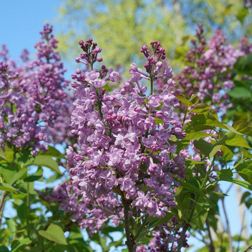 Lilac 'Scentara Double Blue'