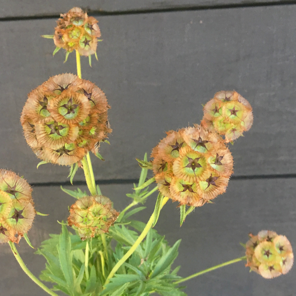 star flower seeds Scabiosa 'Starflower' Seeds