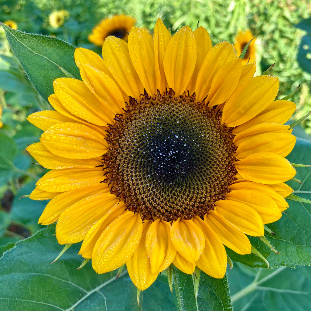 Sunflower 'ProCut® Horizon' Seeds