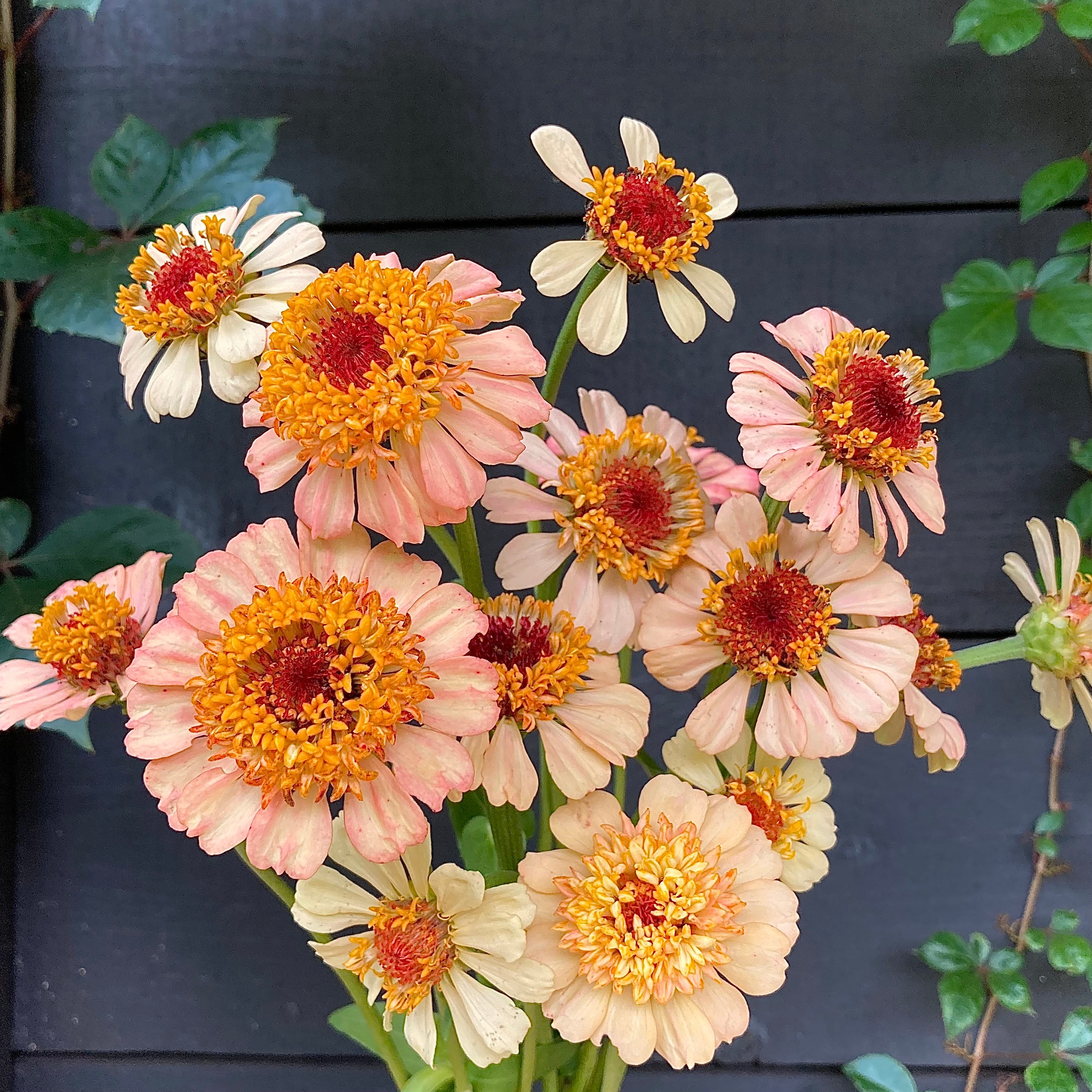 Zinnia 'Zinderella Peach' Seeds