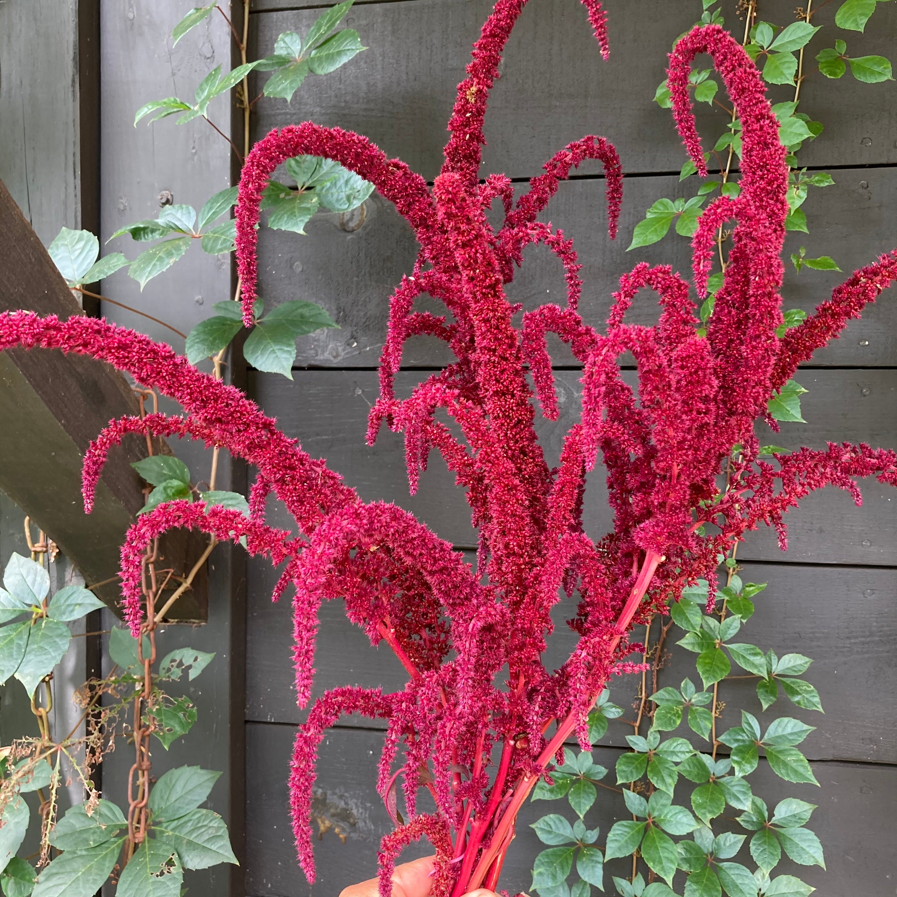 Amaranth 'Red Spire' Seeds